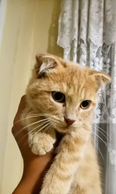 Scottish Fold 1