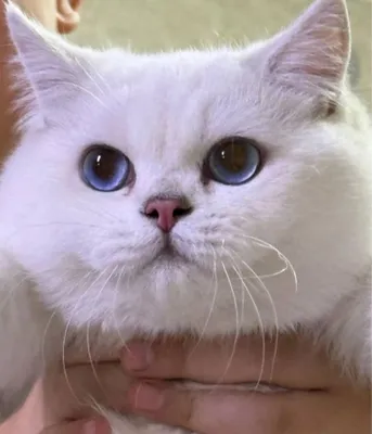 Вязка British Shorthair 1