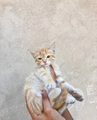 Отдам котят в добрые рук