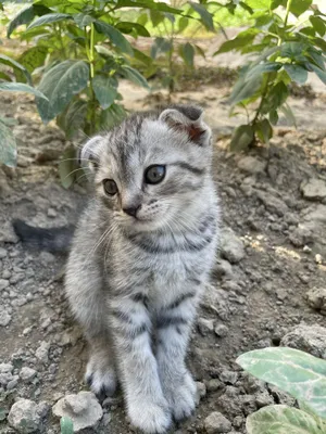 Scottish fold Mushuk bollari sotiladi 1