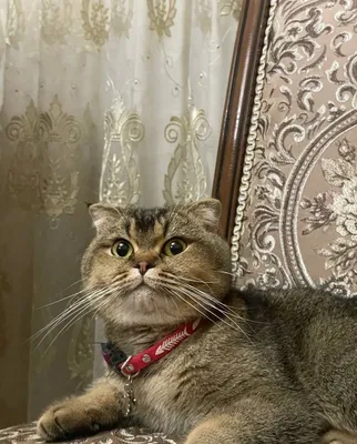 Золотая шиншилла 1
