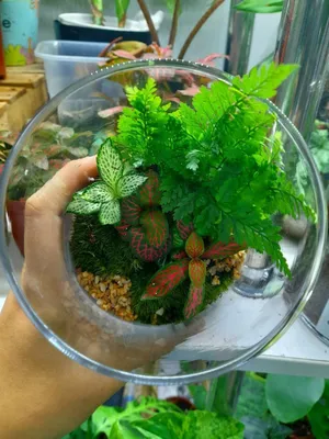 Florarium 1