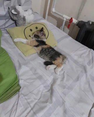 Котенок бесплатно