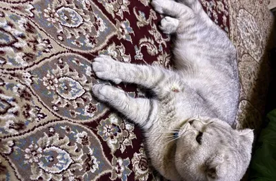 Кошка породы шиншилла 1