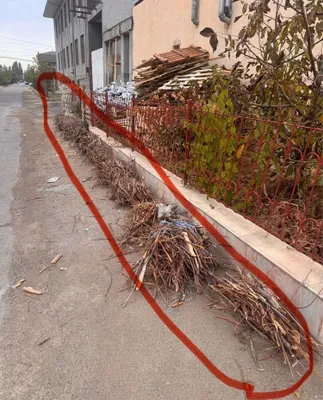 O’tinga qurigan shoxlar tekinga bervoriladi 1