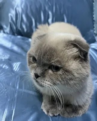 кошка шотландская вислоухая 1