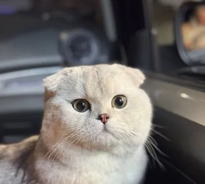Вязка, получение потомства