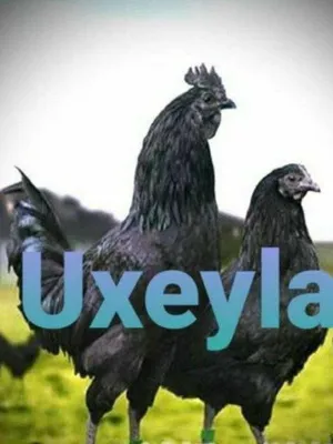 Uxayl tovuq tuxumlariga zakaz olamiz 1