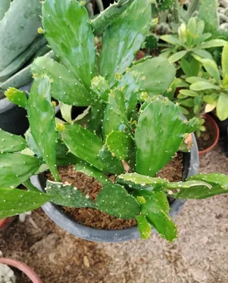 Kaktuslar sotiladi 1