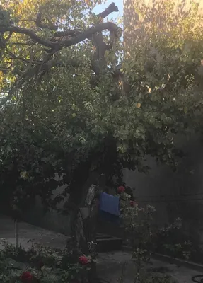 катта урик дарахт сотилади