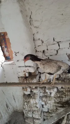 Продаются 2 дакяновские курицы 1