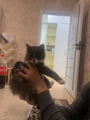 Продаётся котёнок 1