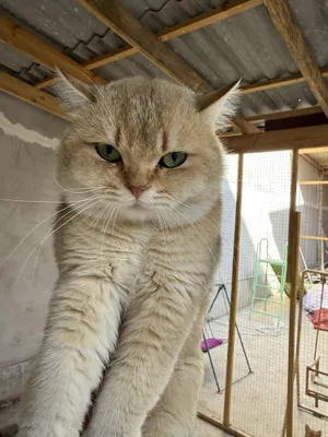 Stavropoldagi jinsiy raqamlar Rus fohishasini sikish