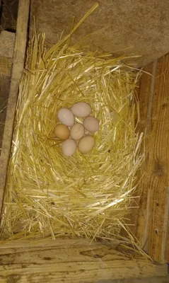 Uy tuxumlari sotiladi. 1