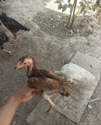 Продаются цыплята породы дакан лимонного, белого и чёрного окраса 1