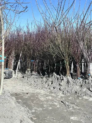 Ishonchli mevali kuchatlar 1