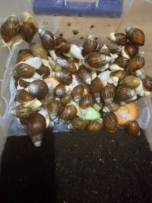 Улитки продаются по низкой цене 1