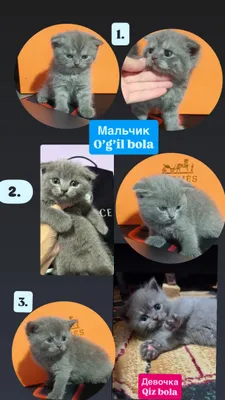 Продаётся чистокровная кошечка Scottish Fold 1