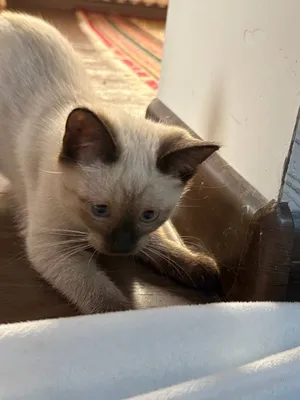 Сиямский котенок продаю 1