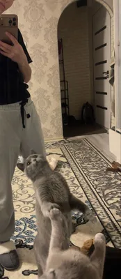 Jinsi ? Erkak kopytrgani ayol kerak yoshi 9 oylik narxini kelshamiz 1