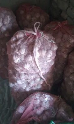 Ekiladigan sarimsoq sotiladi 1