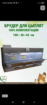 Браудер для цыплят 1