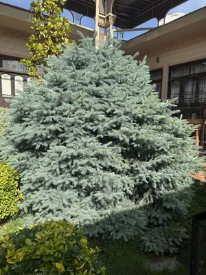 Продаётся арча, голубая ель 1