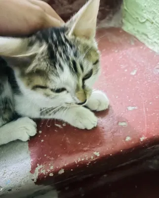 Полосатый котёнок 1