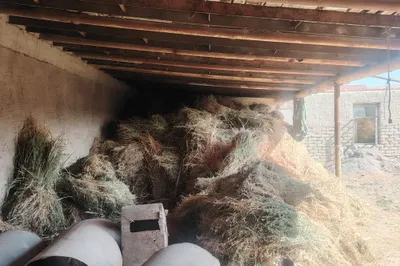 2 tilichka aralash beda bog va makkayi bog va sudanka bog'lari bor 1