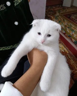 Scottish Fold oppoq rangli 1