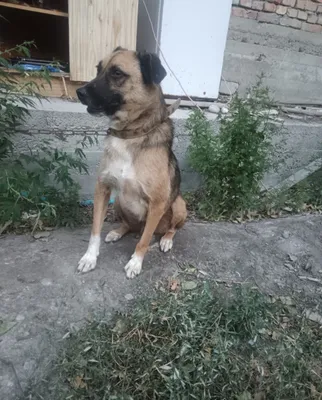 Xizmat uchun it. 1