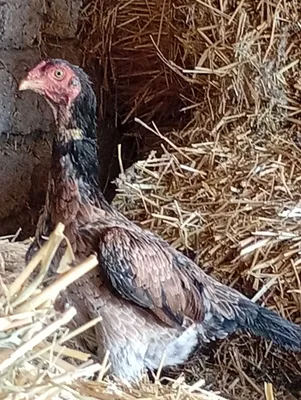 Продаются петух и курица породы дакан 1