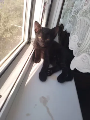В добрые руки котят 1