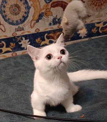 Munchkin. Oq rangli o‘g‘il mushukcha. 1