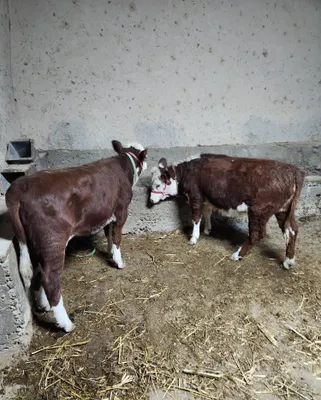 Toza Grenford gunojin 3 4 oylik 1