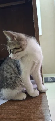 Отдам кота в добрые руки 1