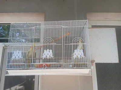 птицы