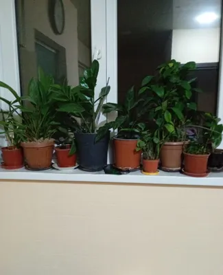 Guldondagi gullarni sotaman
