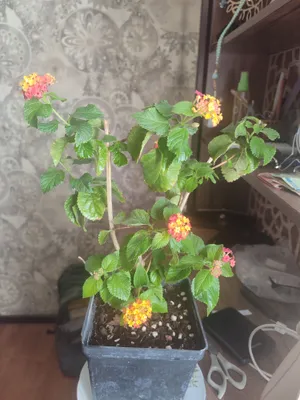 Лантана 1