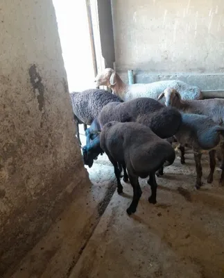 Продаются упитанные бараны, отлично едят и пьют 1