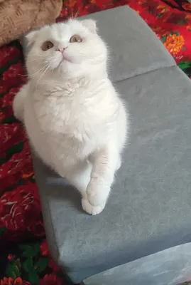 Британская домашняя кошка 1