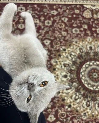 Продаётся кошка, 1 год 1