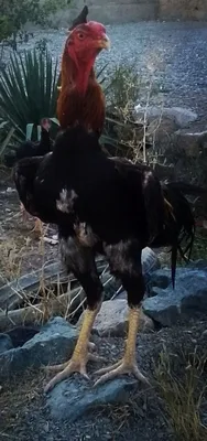 Sogʻlom zoti toza 1