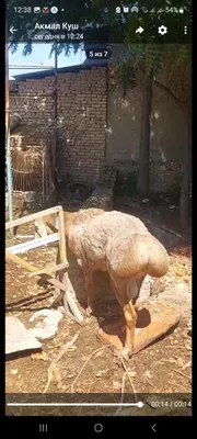 Осенью 8 самок и 2 самца, здоровые 1