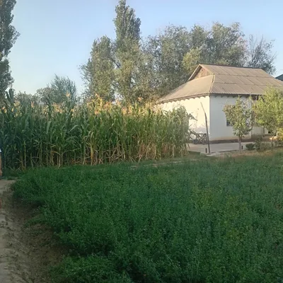 уй сотилади Гулистон октябр