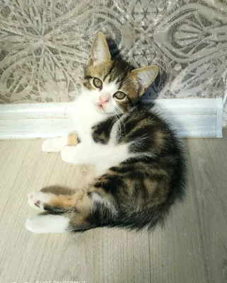 Продаются котята 1