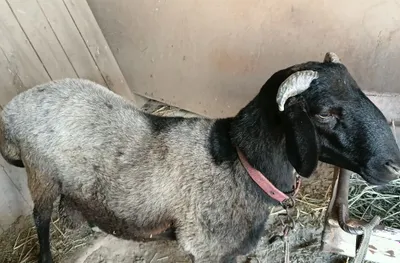 Кучкор сотилади. 1
