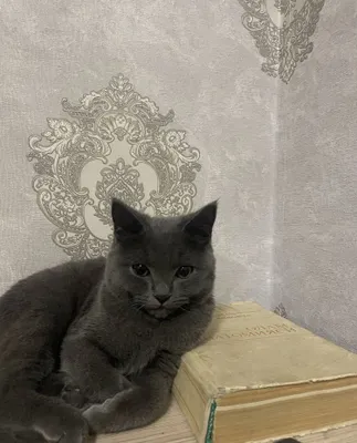 Mushuk sotiladi narxini kelishamiz 1