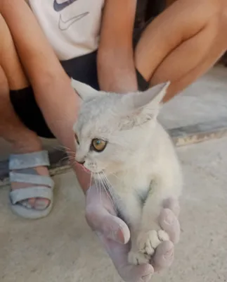 Uy mushug bor sotiladi 1