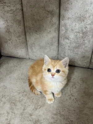 Котята 1